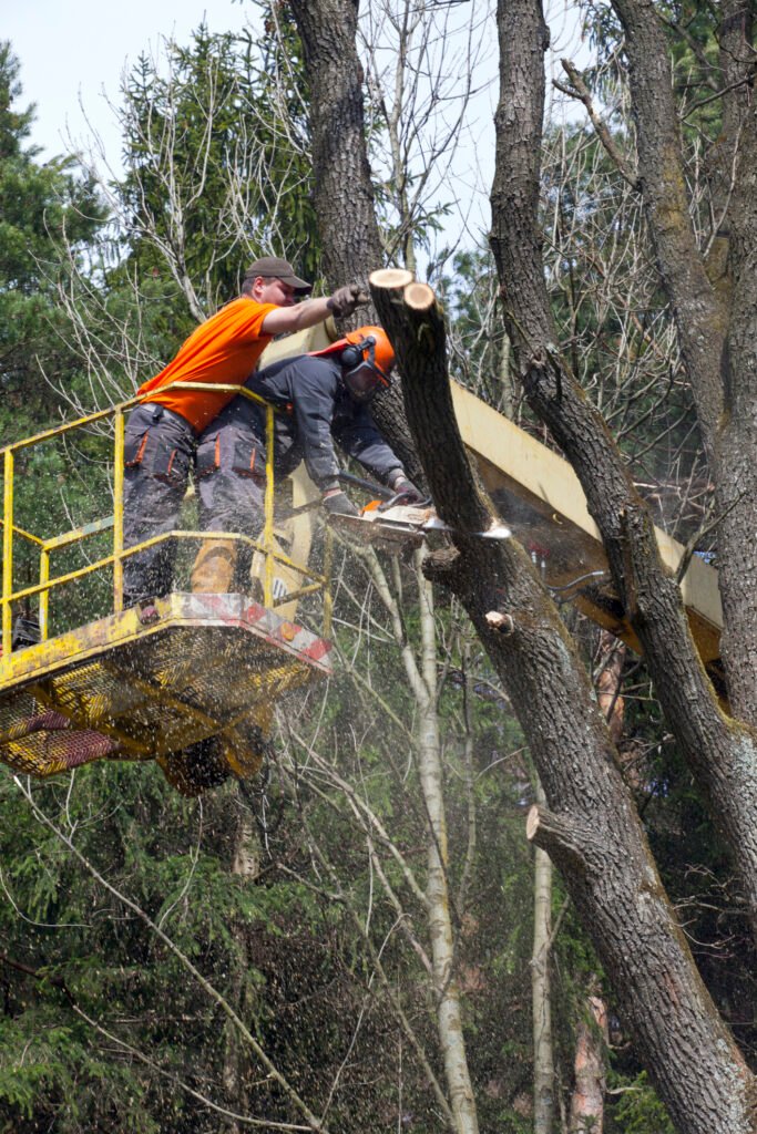 Baumpflege Baumkontrolle Meschede